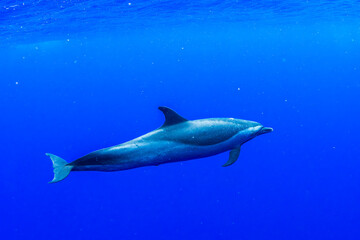 A graceful pantropical spotted dolphin glides through the deep blue waters of the Pacific Ocean...