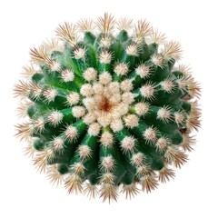 Cactus top view with radial spines and green tones, on isolated white background --s 250