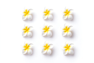 Nine white and yellow frangipani flowers arranged in a perfect grid on a white background.