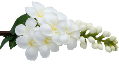 A delicate cluster of white plumeria flowers and buds on a branch, isolated against a white background.