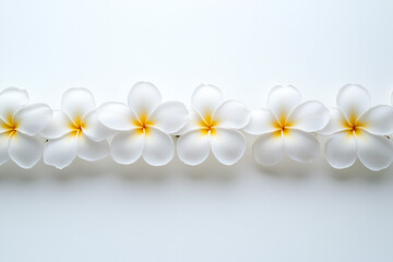 A delicate, straight row of white tropical plumeria flowers with yellow centers on a clean white background.