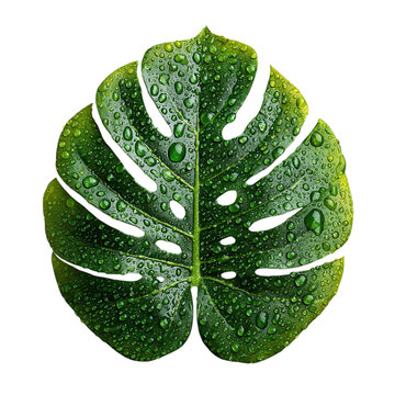 Philodendron leaf with dew drops, eco theme, on isolated white background --s 250