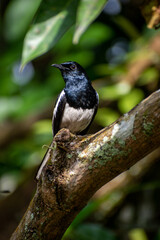 Oriental magpie-robin sitting on a branch, Sri Lanka