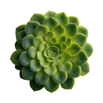 Round succulent plant in symmetrical top view, isolated for branding, on isolated white background --s 250