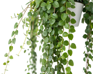 Cascading green heart shaped leaves of a string of hearts plant hanging down in a pot isolated on transparent background
