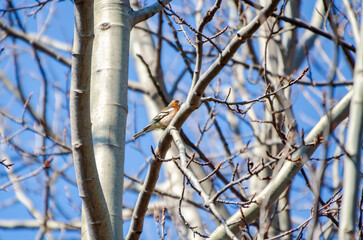 Small  genus Carduelis bird perching on tree branch against bright blue sky in spring. Colorful small bird resting on bare tree branch during early spring, blue sky background.