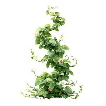Tropical climbing vine with winding green tendrils, on isolated white background --s 250