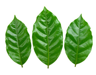 Obraz premium Vibrant Green Coffee Leaves Isolated PNG 