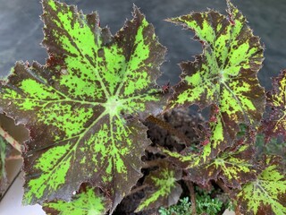 green leaf on the ground