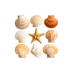 Obraz premium Various seashells on a white background 
