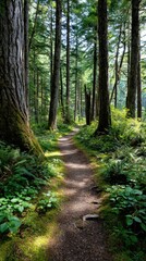 Obraz premium forest through towering trees whose thick trunks disappear into a lush canopy overhead