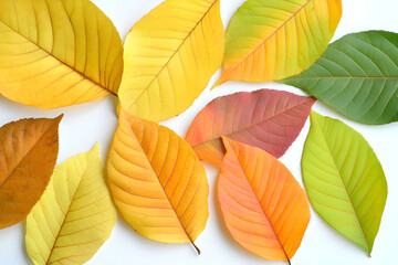 Fototapeta premium A beautiful collection of colorful autumn leaves in shades of yellow, orange, red, and green on a white background.