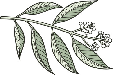 Fresh Henna Plant Illustration. Mehndi Leaf Botanical Design. Natural Henna Leaves Drawing. Herbal Mehndi Plant Artwork. Green Henna Leaf Set. Organic Mehndi Leaves Graphic. Traditional Henna Plant