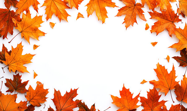 A vibrant frame of orange and red autumn maple leaves arranged on a white background with copy space.