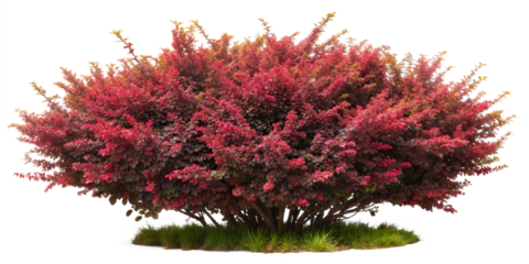 Red flowering bush plant cutout, landscaping or garden design, tree or flower plant isolated .isolate on a transparent background. PNG, cutout, or clipping path.