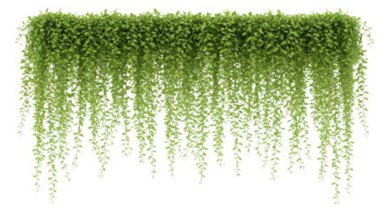 A long horizontal border of lush, vibrant green hanging vine plants with delicate strands and small light green oval leaves, on a transparent isolated background with bright studio lighting, clean