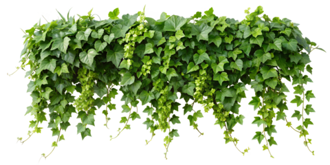 Twisted wild ivy plant, nature frame jungle border, isolated on white background, clipping path, cut-out,	
