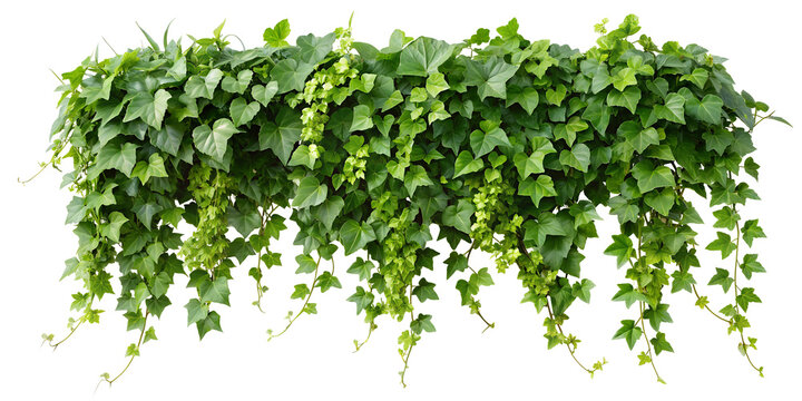 Twisted wild ivy plant, nature frame jungle border, isolated on white background, clipping path, cut-out,	
