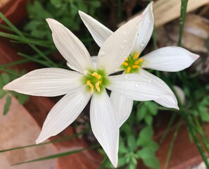Elegant Rain Lily Blossoms in Full Bloom. Zephyranthes candida isolated. White flower close-up. Yellow Pollen close up.