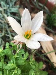 Fototapeta premium Elegant Rain Lily Blossoms in Full Bloom. Zephyranthes candida isolated. White flower close-up. Yellow Pollen close up.