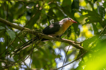 The red-billed malkoha (Zanclostomus javanicus) is a species of cuckoo in the family Cuculidae
