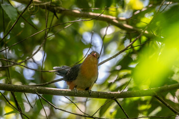 The red-billed malkoha (Zanclostomus javanicus) is a species of cuckoo in the family Cuculidae