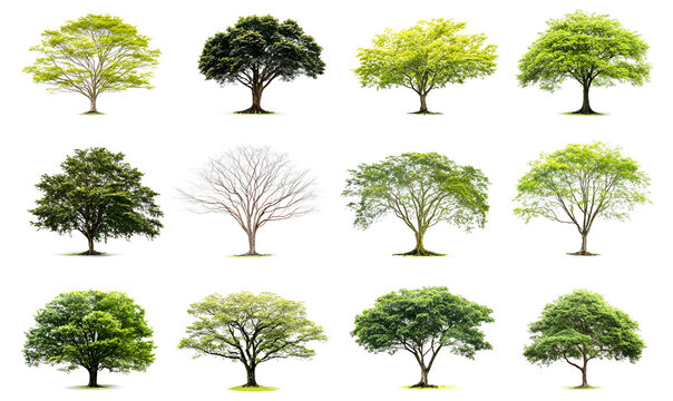 A diverse collection of twelve isolated trees on a white background, showcasing different species, shapes, and seasonal foliage.