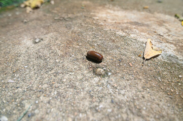 Tiny Insect on Urban Pathway Surrounded by Leaves and Soil