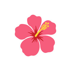Fototapeta premium Hibiscus flower in bloom colorful icon no white color