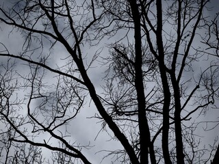 Silhouettes of trees against the sky, dark, scary forest atmosphere