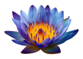 Vibrant, radiant lotus blossom in vibrant blue and luminous gold