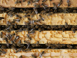 Bees on honeycomb frame inside hive building and filling cells. Detailed top view. Nature shot from beekeeping practice. Copyspace