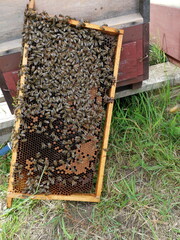 Bees on old brood combs. They must be replaced by the beekeeper after hatching. Close-up of old...