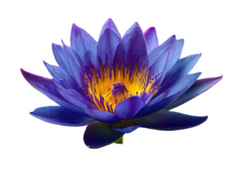 Vibrant blue-purple lotus flower, close-up