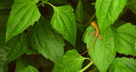 Baby oriental garden lizard on lush green foliage