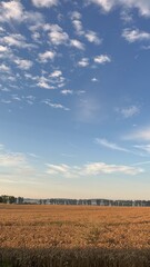 Obraz premium wheat field and blue sky
