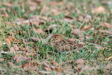 The pin-tailed snipe or pintail snipe (Gallinago stenura) is a species of bird in the family...