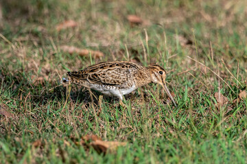 The pin-tailed snipe or pintail snipe (Gallinago stenura) is a species of bird in the family...