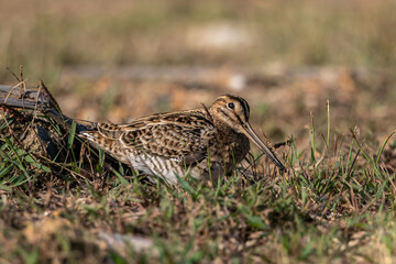 The pin-tailed snipe or pintail snipe (Gallinago stenura) is a species of bird in the family...