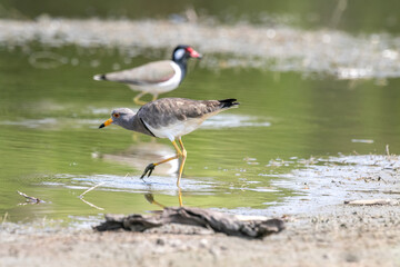 The grey-headed lapwing (Vanellus cinereus) is a lapwing species which breeds in northeast China...