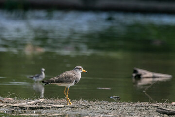 The grey-headed lapwing (Vanellus cinereus) is a lapwing species which breeds in northeast China...