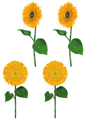 雨に濡れた向日葵と濡れていないひまわりのイラスト素材　ベクター