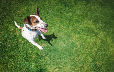 Cheerful Jack Russell Terrier stands upright on green grass with tongue out, looking up with joy...