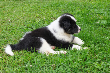 Dog puppy lying on the grass in the garden. A cross between a Bernese Mountain Dog and a Samoyed.