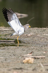 The grey-headed lapwing (Vanellus cinereus) is a lapwing species which breeds in northeast China...