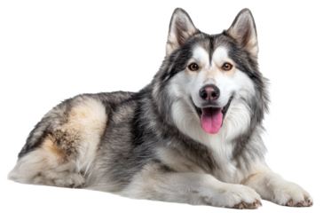 A large Alaskan Malamute with thick gray and white fur lies relaxed, tongue hanging out, showcasing its calm demeanor and wolf-like features.