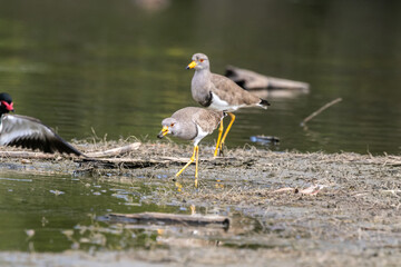 The grey-headed lapwing (Vanellus cinereus) is a lapwing species which breeds in northeast China and Japan