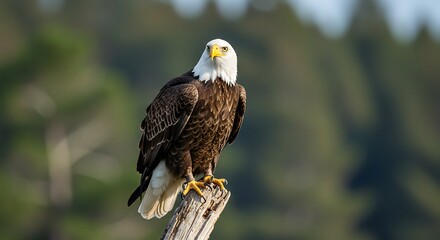 Majestic Bald Eagle Perched on a Dead Tree Branch