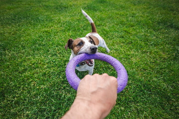 Playful Jack Russell Terrier pulling on a purple ring toy held by owner on a green lawn during a tug-of-war game outdoors.