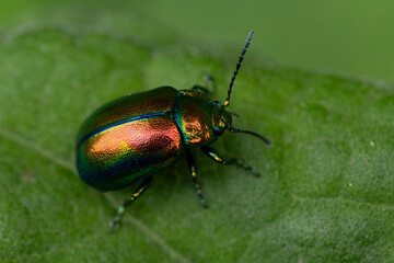 Beetle of Oreina species found in Valley of river Lech in Tyrol, Austria